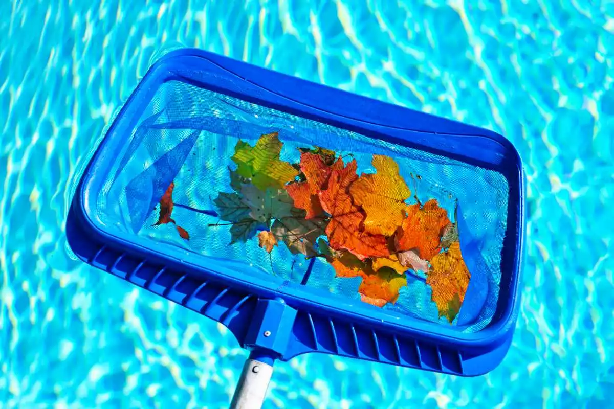 Cleaning a swimming pool of fall leaves with a blue skimmer.