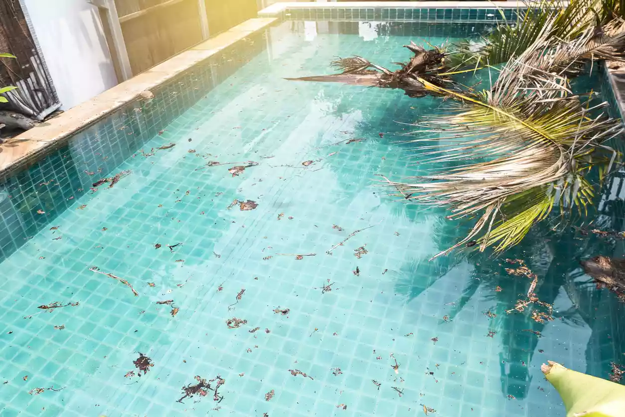 A coconut tree and debris sit in a pool after a storm.